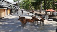 東大寺